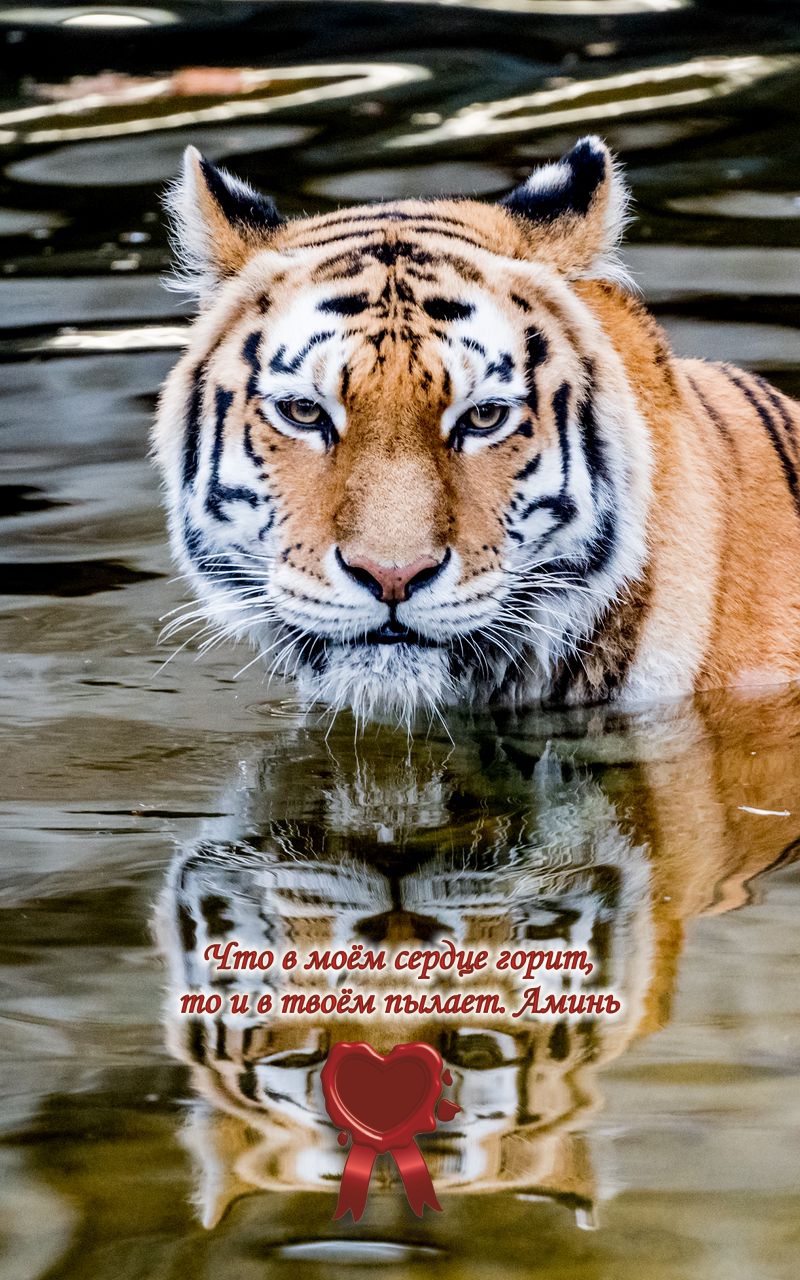 Я &mdash;  тигрица. Но гармонично смотрюсь и в домашних тапочках.