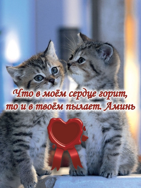 Кошки &mdash; известные мастера хорошо устраиваться.