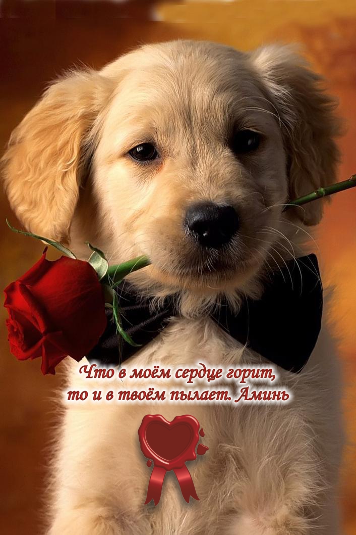 Я верен тому, кого люблю