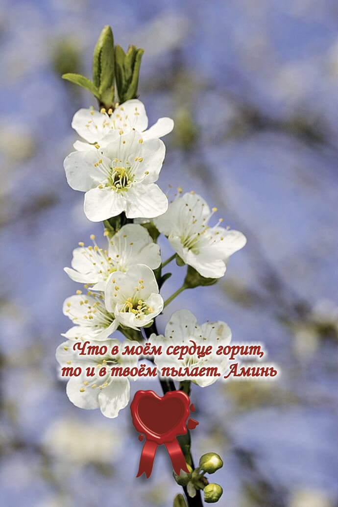 Там, где цветут цветы, есть надежда.