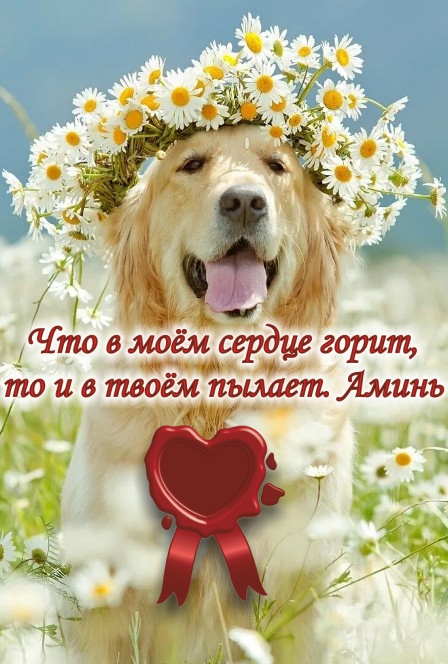 И у&nbsp;людей, и&nbsp;у собак одно желание &mdash; быть любимыми.