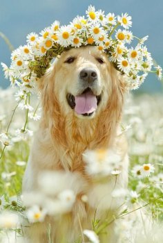 И у&nbsp;людей, и&nbsp;у собак одно желание &mdash; быть любимыми.