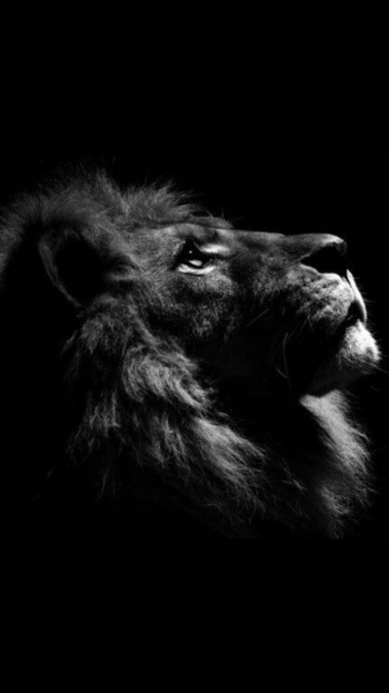 Льву помогает Бог