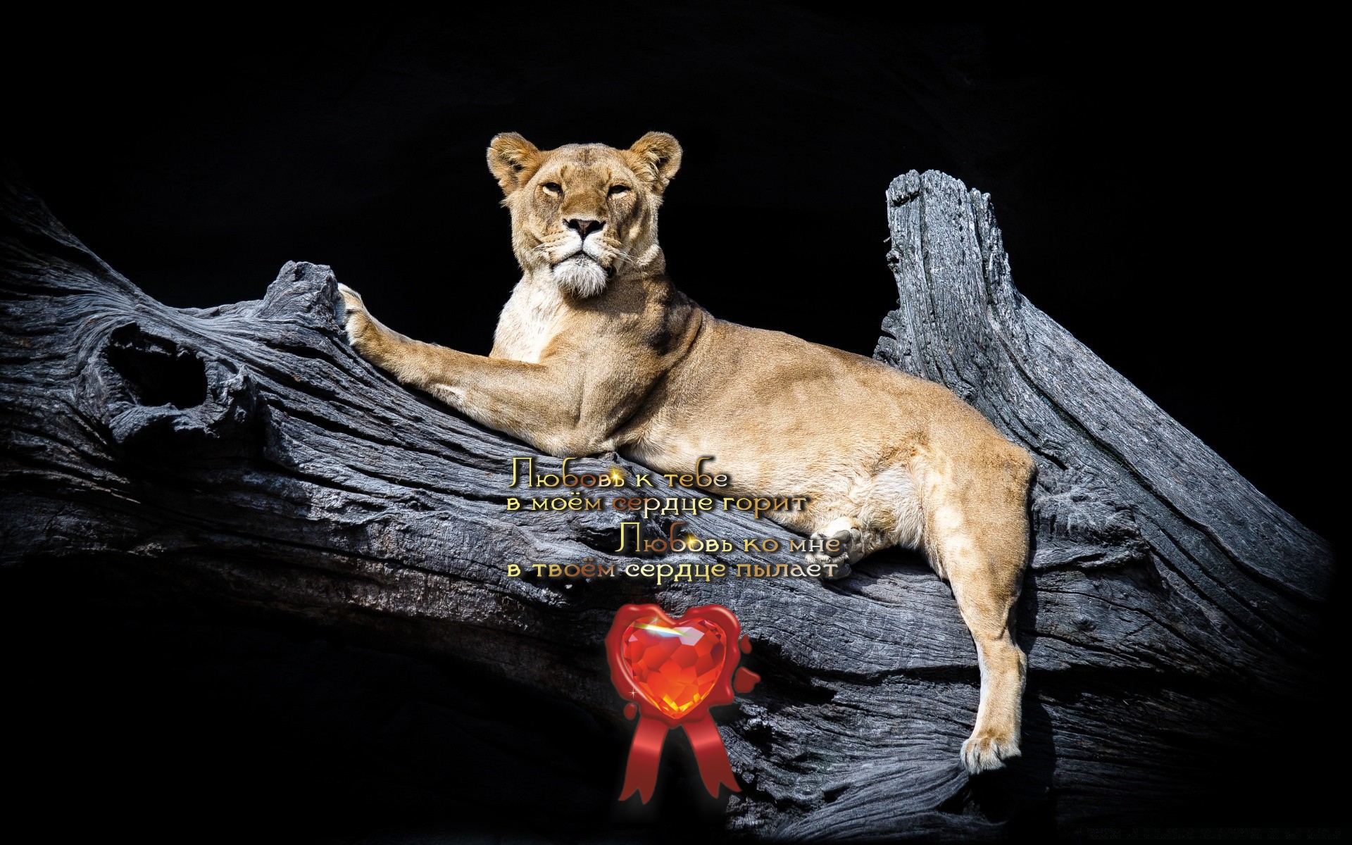 Уверена в себе, как львица