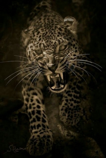 В тебе уверенность леопарда