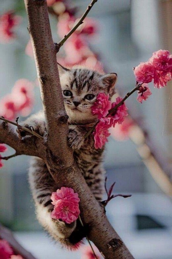 Честность и доброта усиливают красоту.