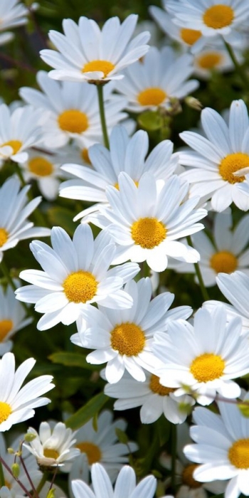 Небо всегда покровительствует невинности!