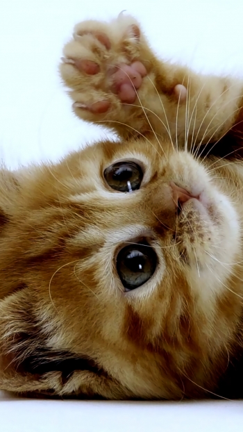 Будь добрым к тем, кто от тебя зависит.