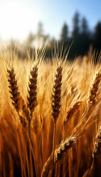 Богатый урожай